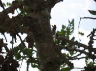 Cicada orni L., Cigarra, Chicharra