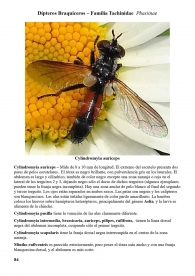 Cylindromyia auriceps