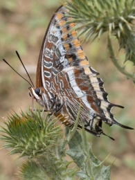 Charaxes jasius