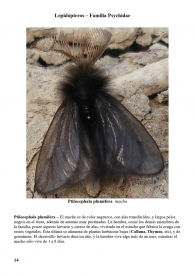 Ptilocephala plumifera