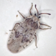 Tingis cardui