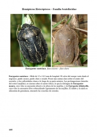 Eurygaster austriaca