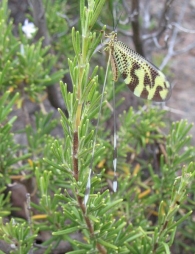Nemoptera Bipennis (Illiger, 1812), Duende.