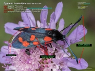 Zygaena transalpina 2025-06-01 Usun
