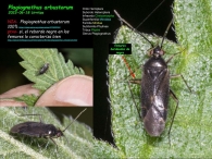 Plagiognathus arbustorum