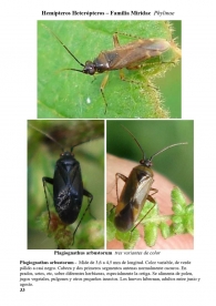 Plagiognathus arbustorum ficha