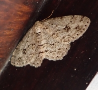 Ectropis crepuscularia