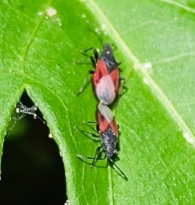 Oxycarenus lavaterae (Fabricius, 1787). Chinche del malvavisco.