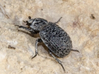 Trox perlatus 3