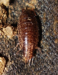Chaetophiloscia sicula