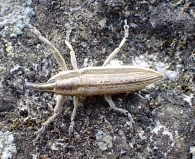 Lixus anguinus