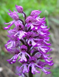 Orchis X angusticruris Franch 1912