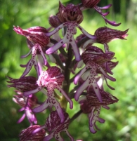 Orchis x angusticruris (Franch. ex Rouy 1912) = H�brido de O.simia X O.purpurea 2