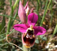 Ophrys X peltieri Maire in Bull 1924