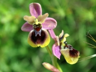 Ophrys X grampinii Cortesi 1904