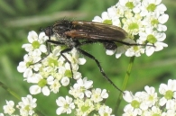 Empis sericans (Brulle 1832).
