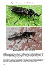 Dilophus febrilis