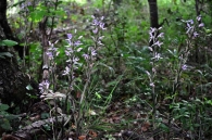 Limodorum trabutianum  Battandier
