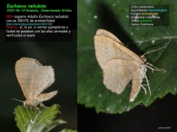 Euchoeca nebulata