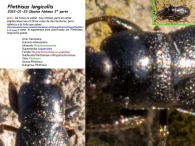 Plinthisus longicollis 2