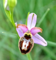 Ophrys X bernardii Looken 1987