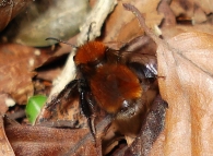 Andrena fulva