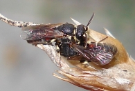 Hylaeus variegatus 3