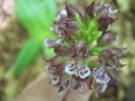 Orchis × hybrida. Híbrido de O. purpurea x O. militaris.