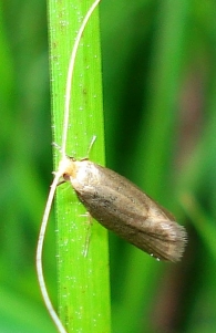 Nematopogon schwarziellus
