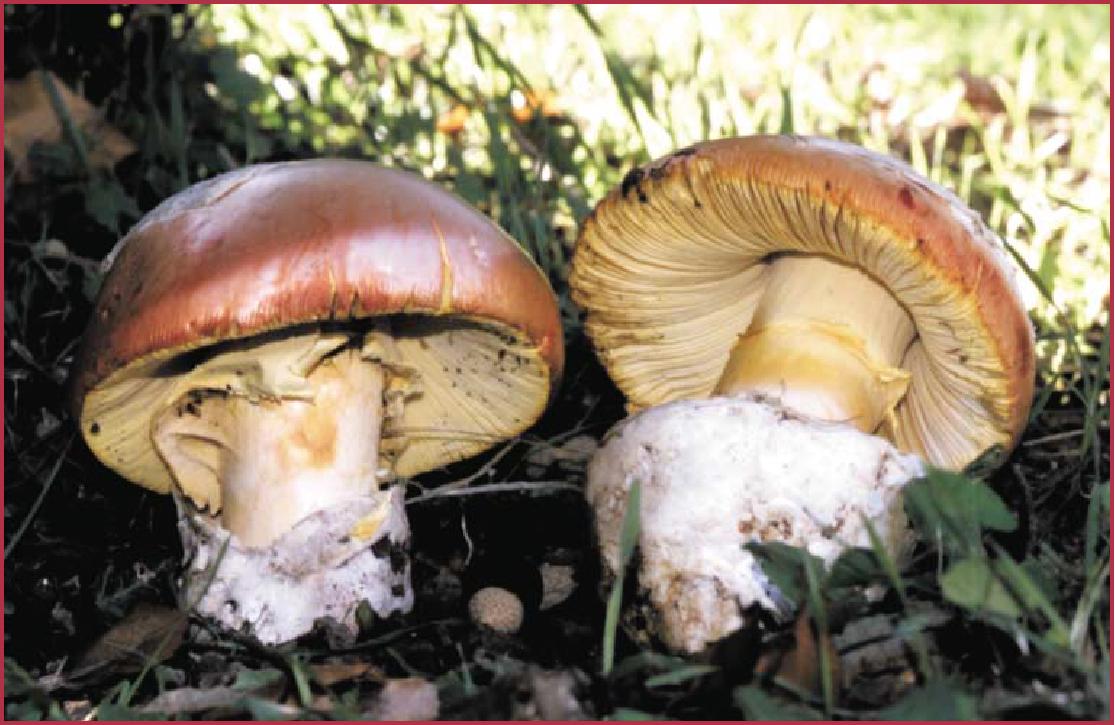 Amanita caesarea. Patxi P�rez Zugasti
